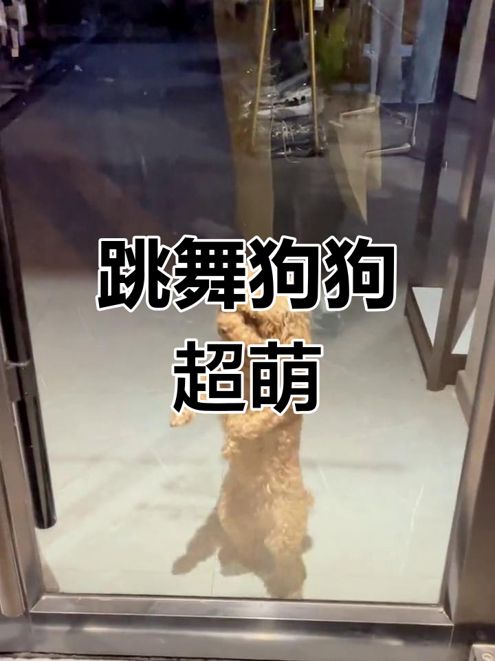 一只热爱跳舞的狗狗,舞姿太可爱了