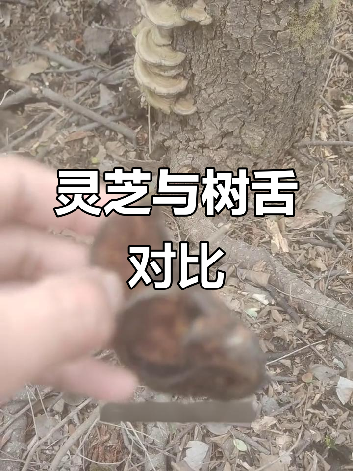 树舌与灵芝外观差异:菌柄,光泽及木质化程度不同