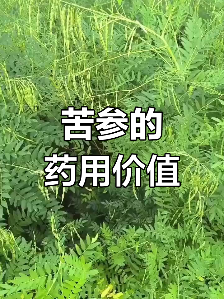 苦参:极苦的豆科植物,根与种子皆可入药