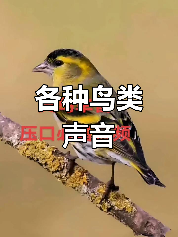 黄鸟压口叫声大全图片