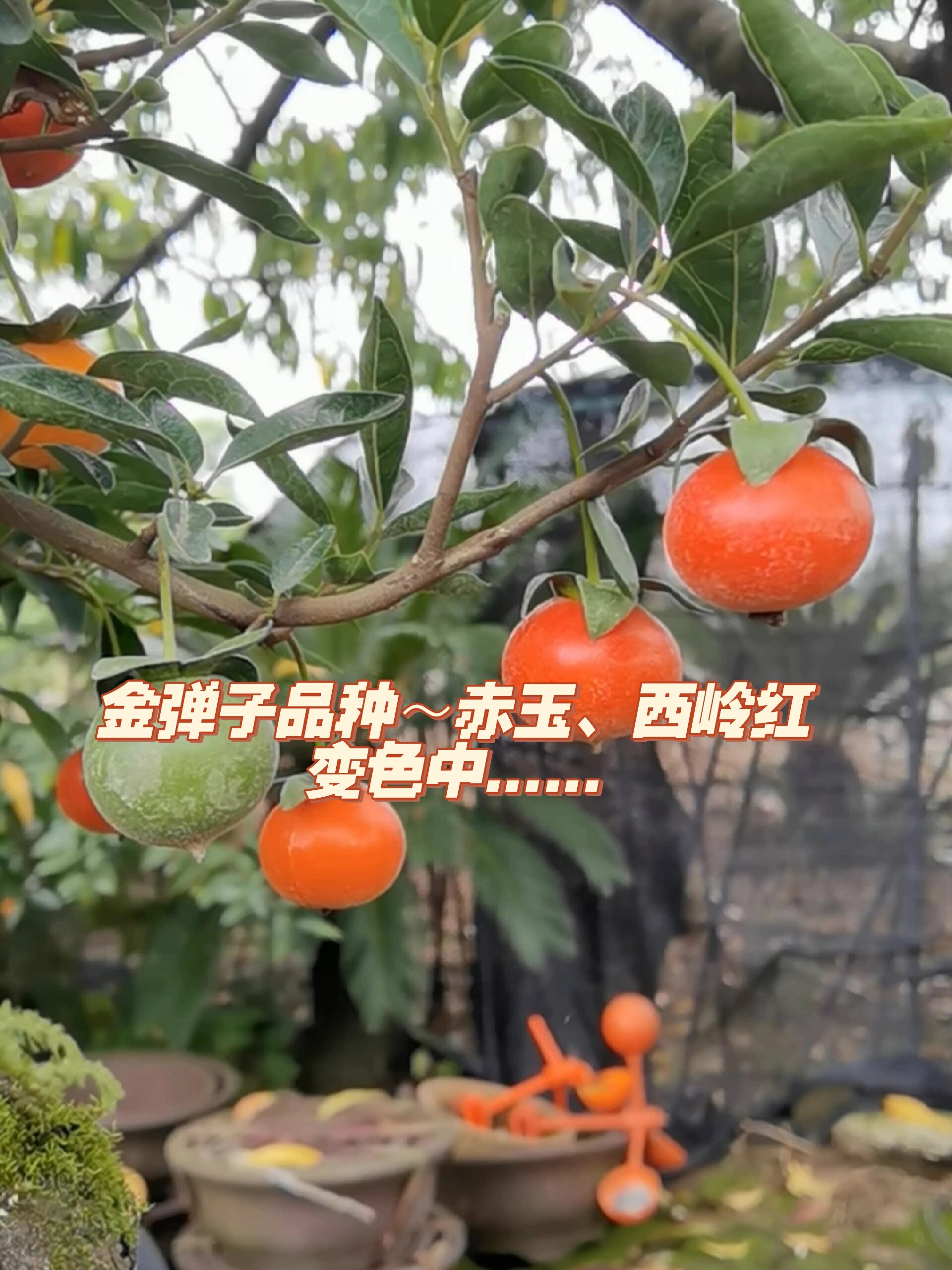 金弹子品种赤玉西岭红鉴赏