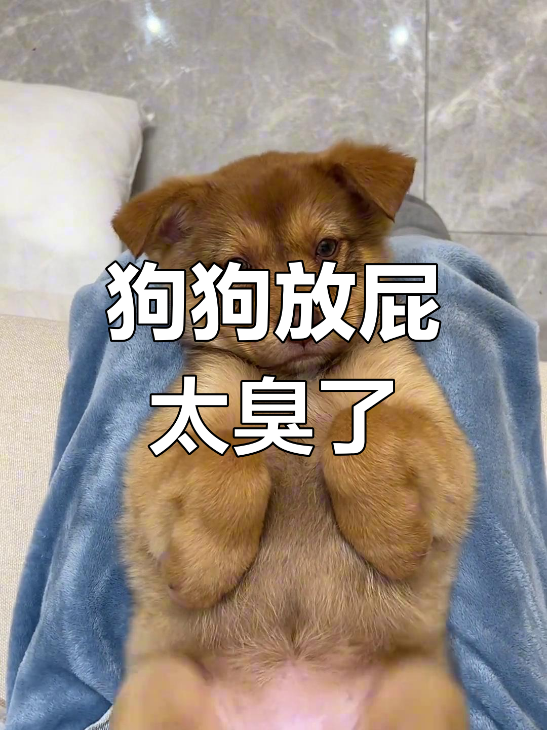 小狗放臭屁,排气操来帮忙