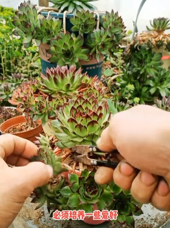 小崽的修剪和繁殖扦插!观音莲-度小视