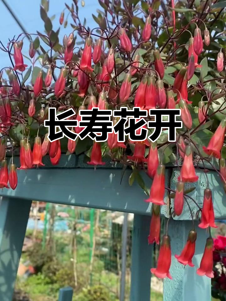 长寿吊钟花图片