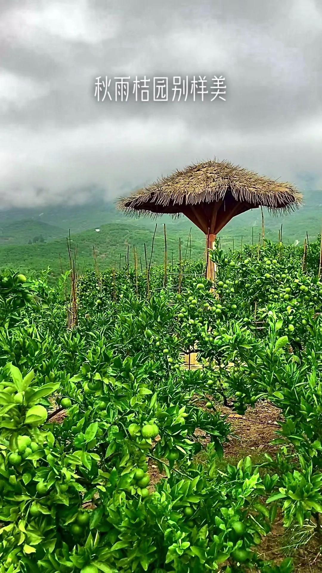 满山秋色关不住,雨中城固桔园别样美!