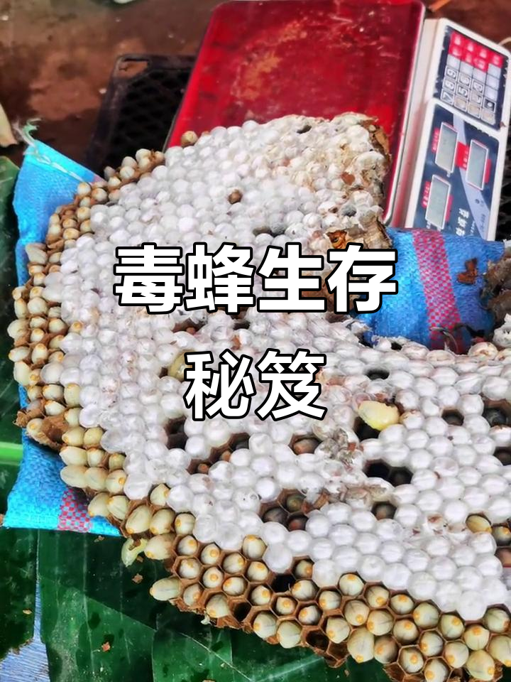 葫芦蜂靠吃昆虫过活,冬季仅雌王存活