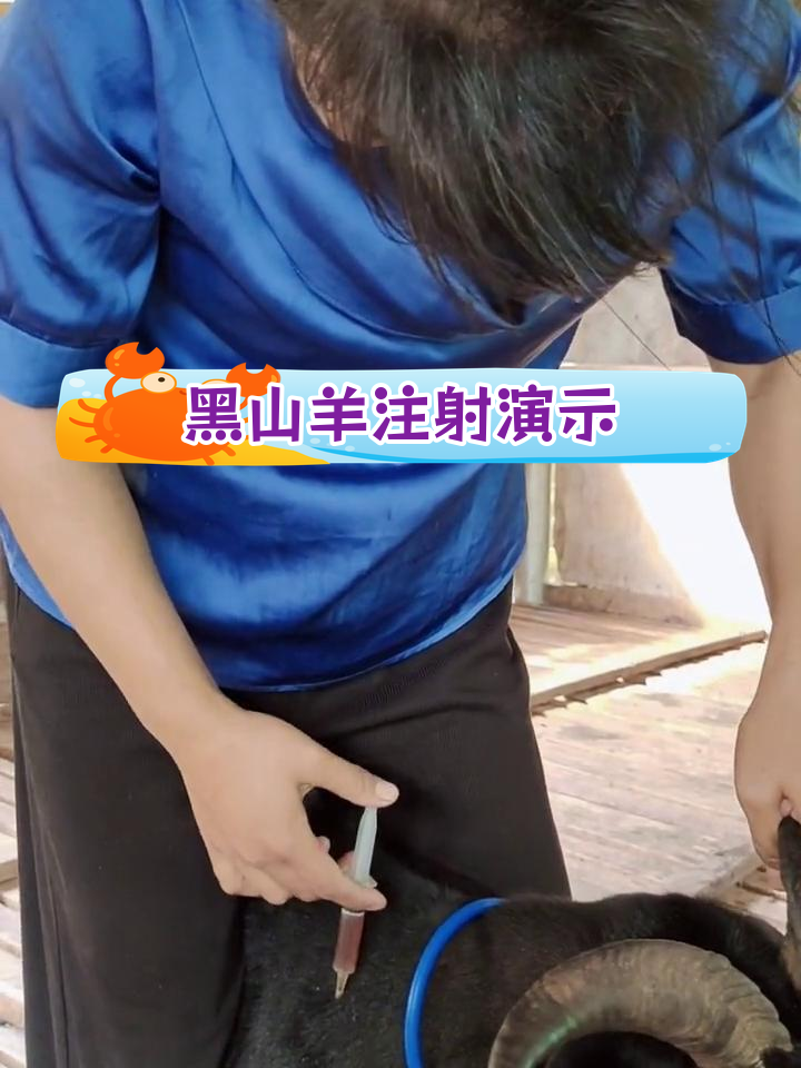 羊皮下注射技巧,位置如何选择