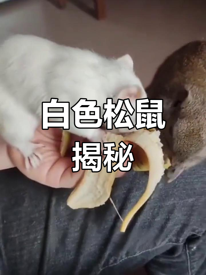 白色松鼠真的存在吗?它们容易饲养吗?
