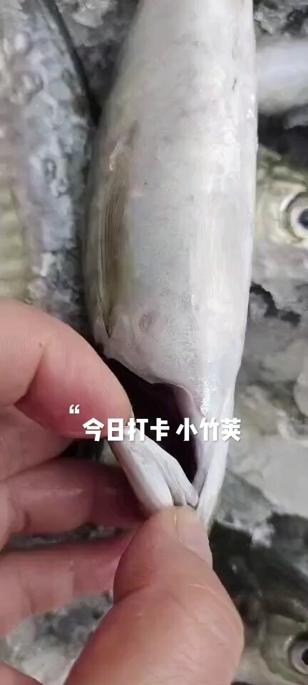 竹荚鱼学名也叫做沙丁鱼,竹荚鱼在中国的叫-度小视