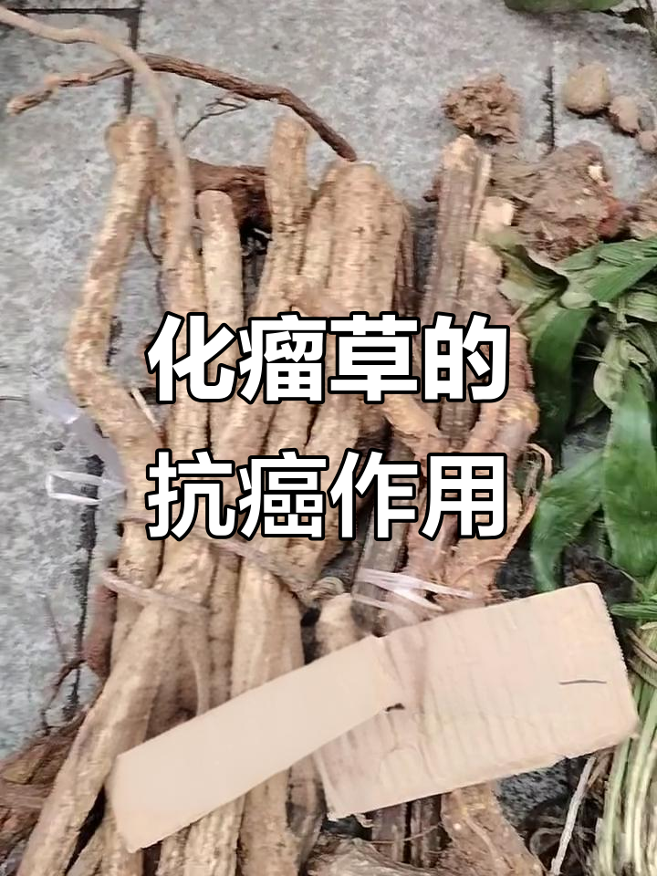 神奇化瘤草,助你消除肿瘤困扰