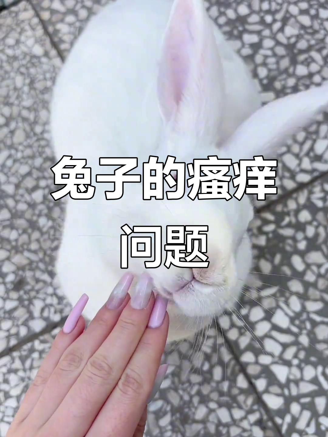 兔子下巴痒得不行,难道是过敏?