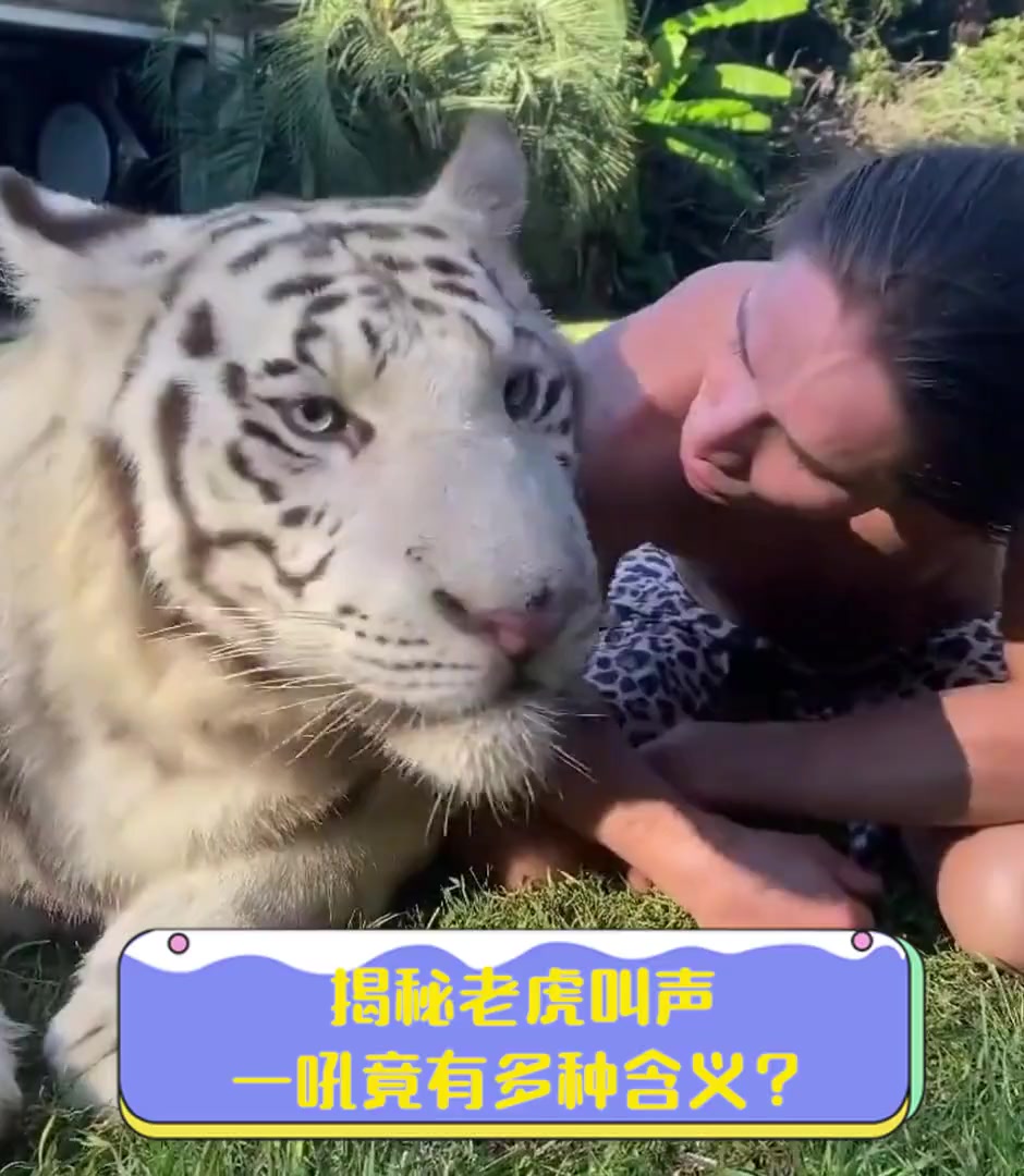 揭秘老虎叫声,一吼竟有多种含义?