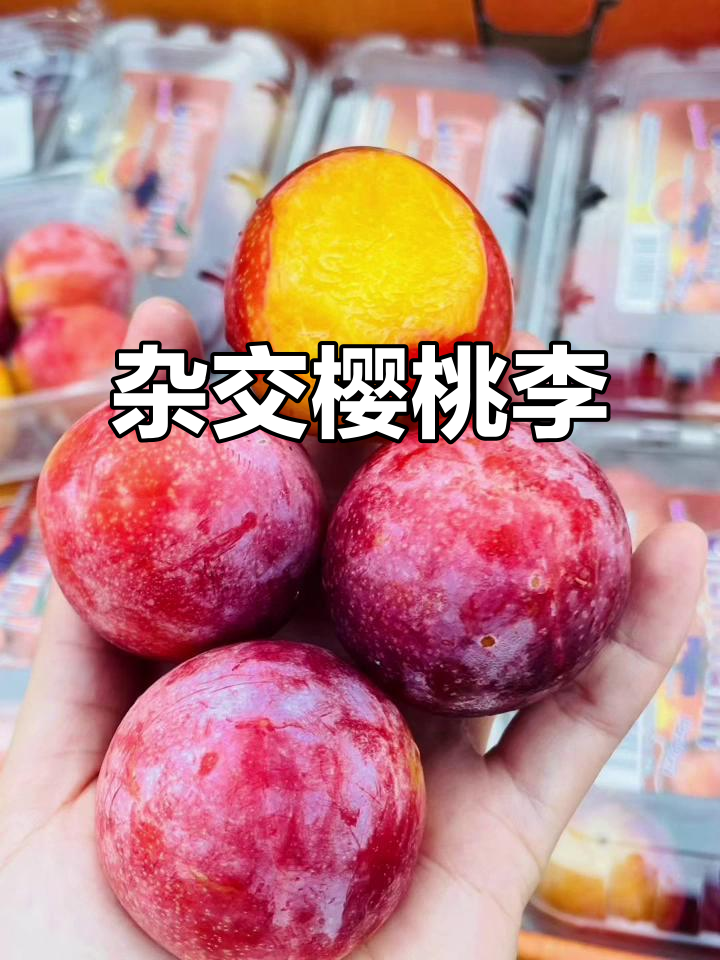 美国加州樱桃李:独特混合口感,既像樱桃又似李子