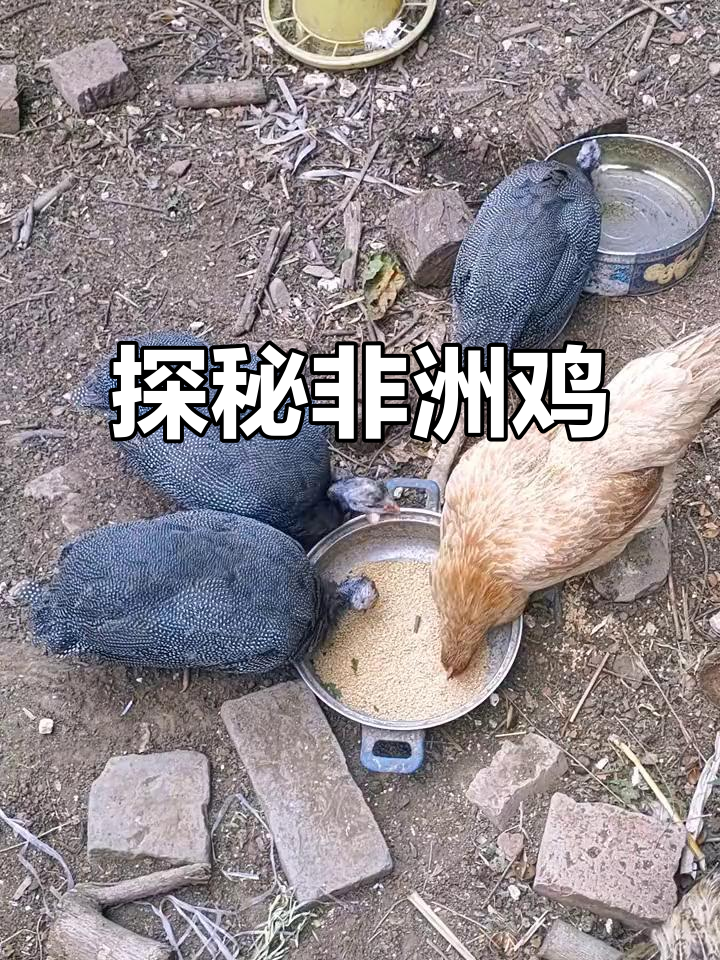 非洲鸡的独特魅力,你了解吗?