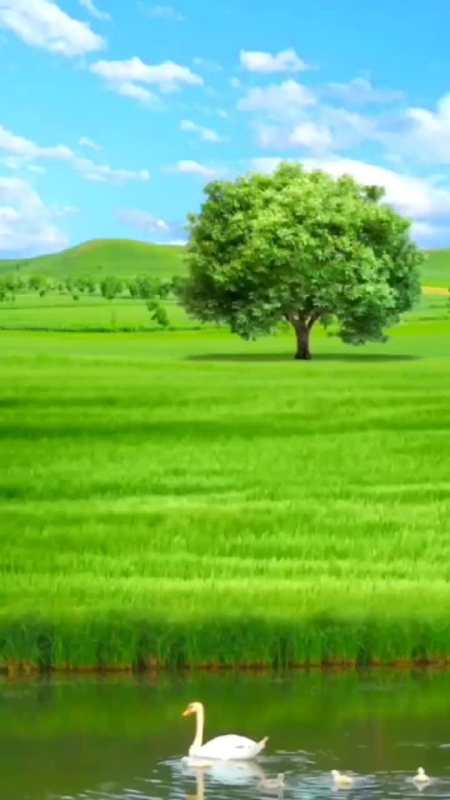 唯美绿色草地视频素材 星辰似你 手机摄影 治愈系风景 视频素材-度小