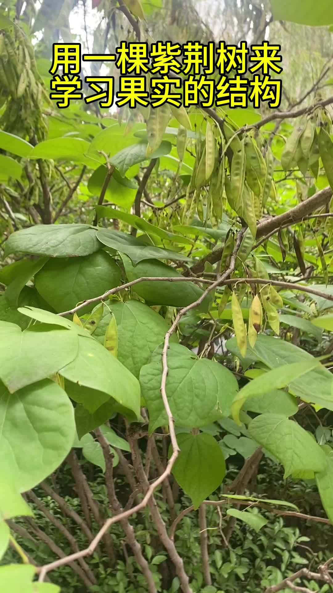 紫荆花树果实图片