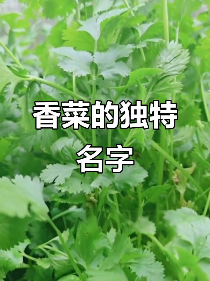 香菜为什么叫断阳草 香菜为什么叫断阳草