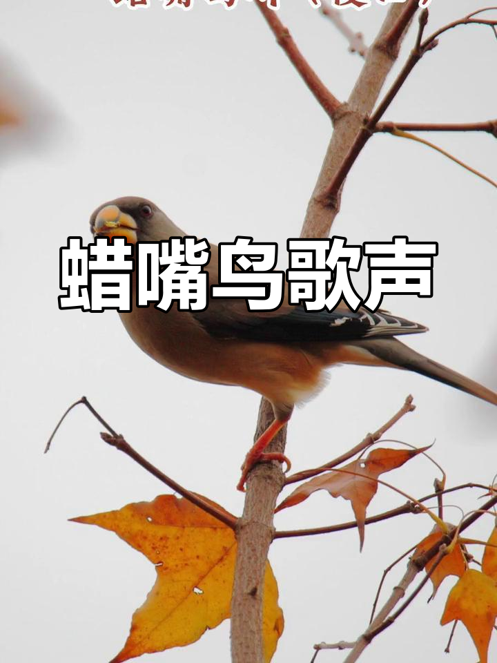 蜡嘴鸟与喜歌鸟的独特叫声