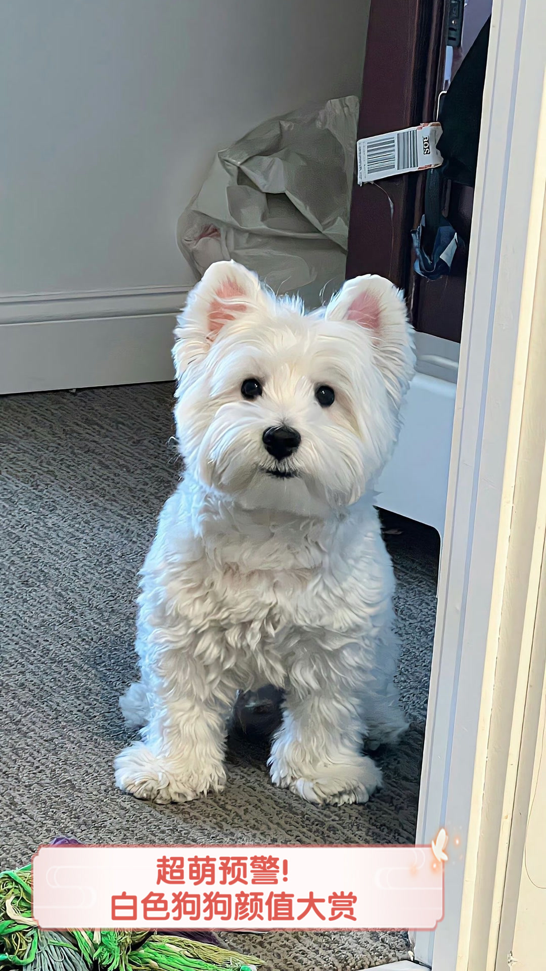 超萌预警!白色狗狗颜值大赏