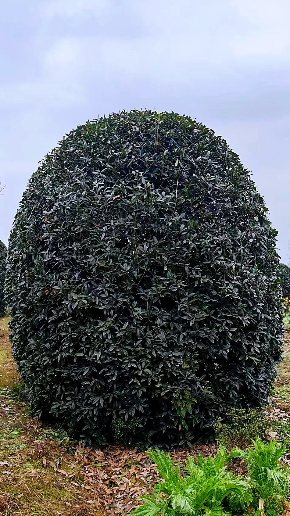 桂花地笼子果然像个巨型大灯笼