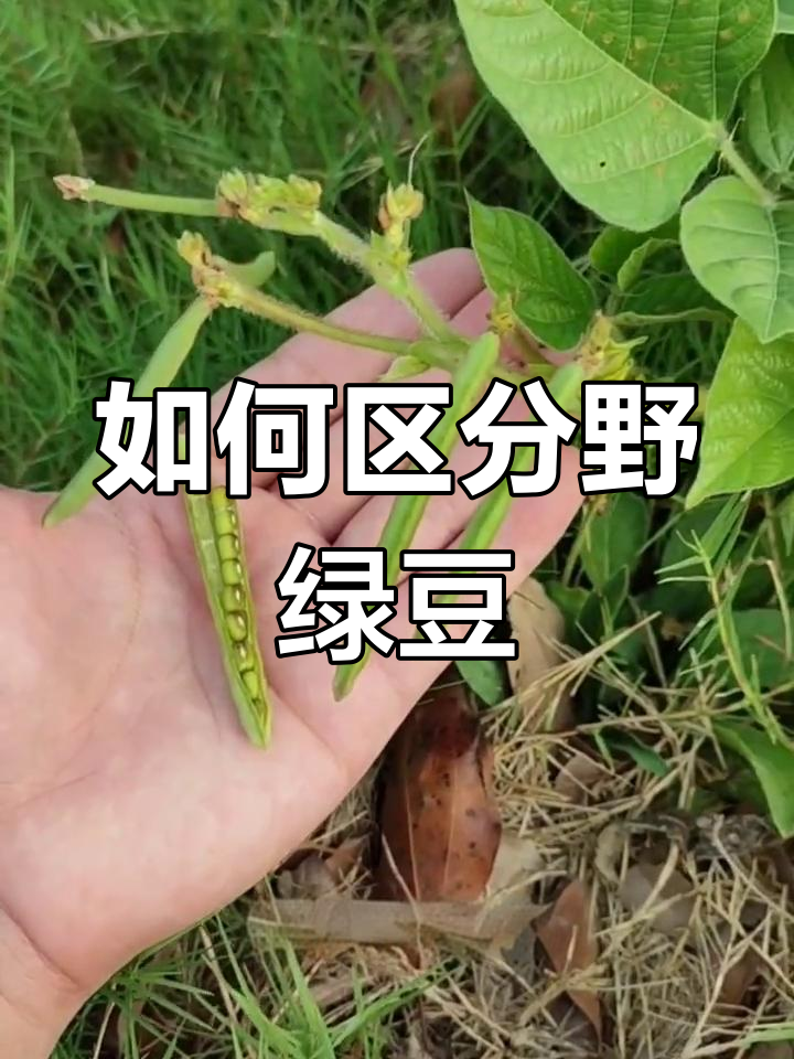 野绿豆的功效与作用图片