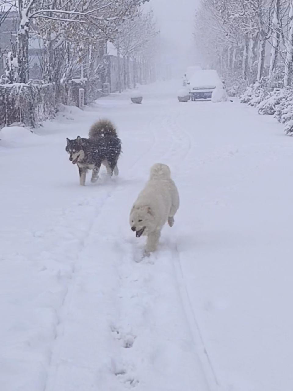 小狗玩雪的场景描写图片