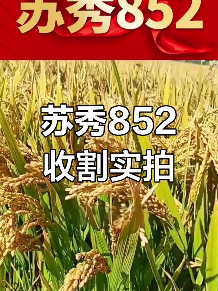 水稻苏秀852品种简介图片