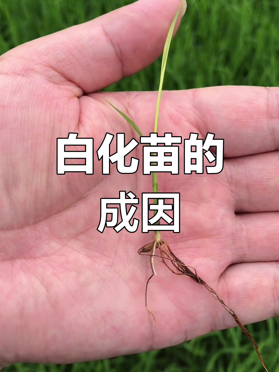 白化苗野菜图片