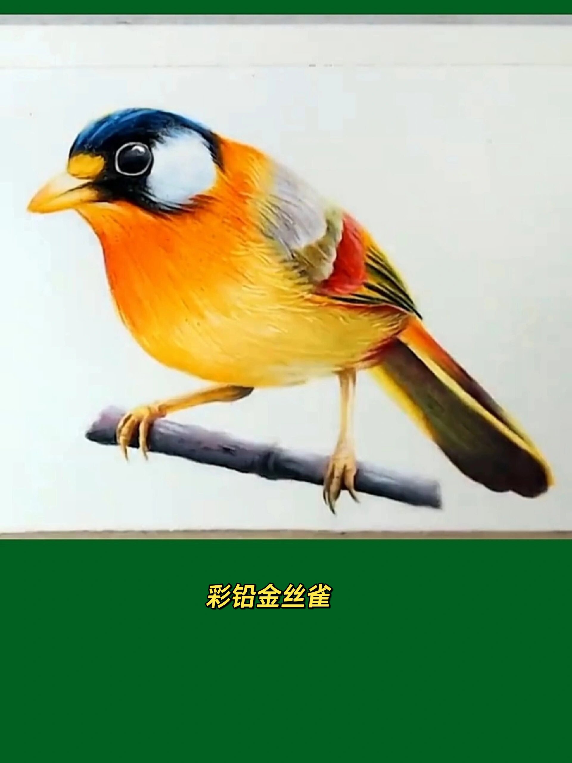 彩铅手绘:教你怎样来画金丝雀