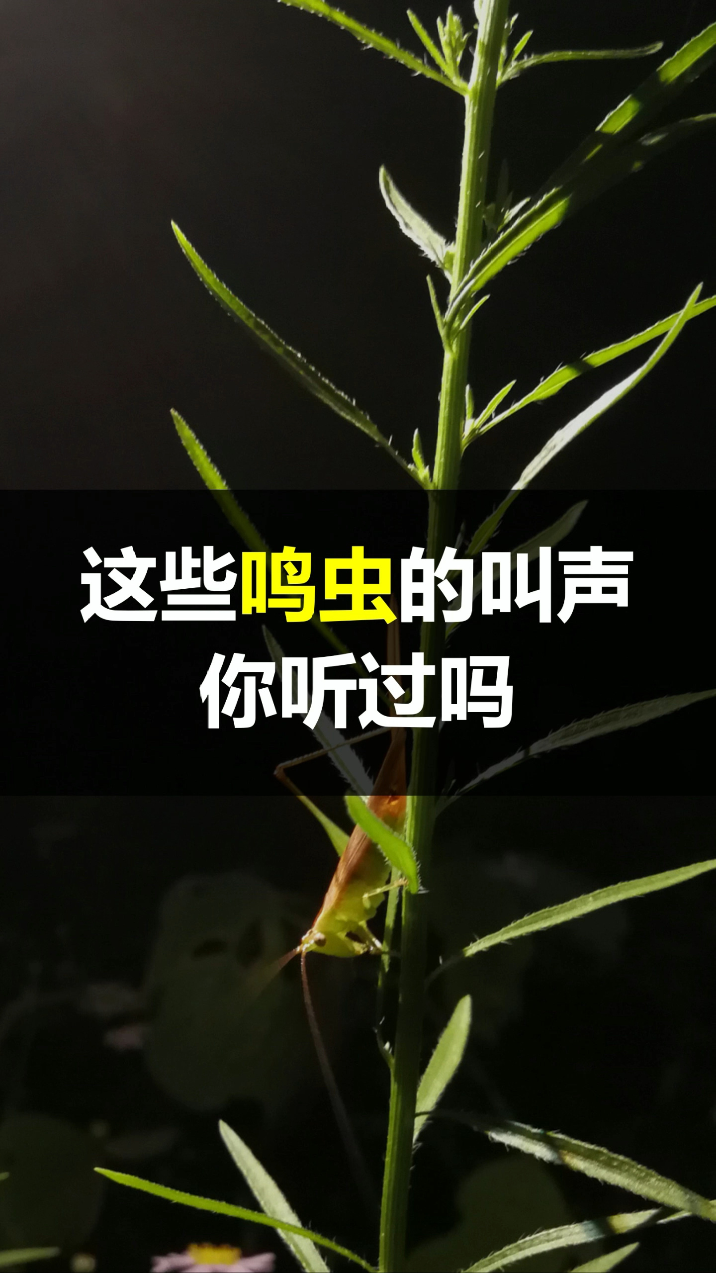 昆虫叫声大全图片