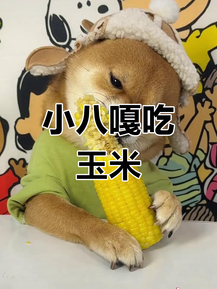 柴犬吃玉米,萌态十足