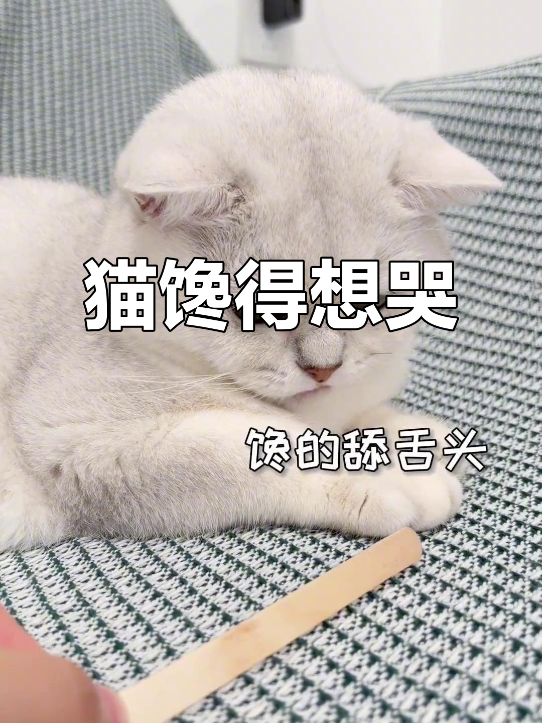 猫咪嘴馋到委屈,表情太可爱了