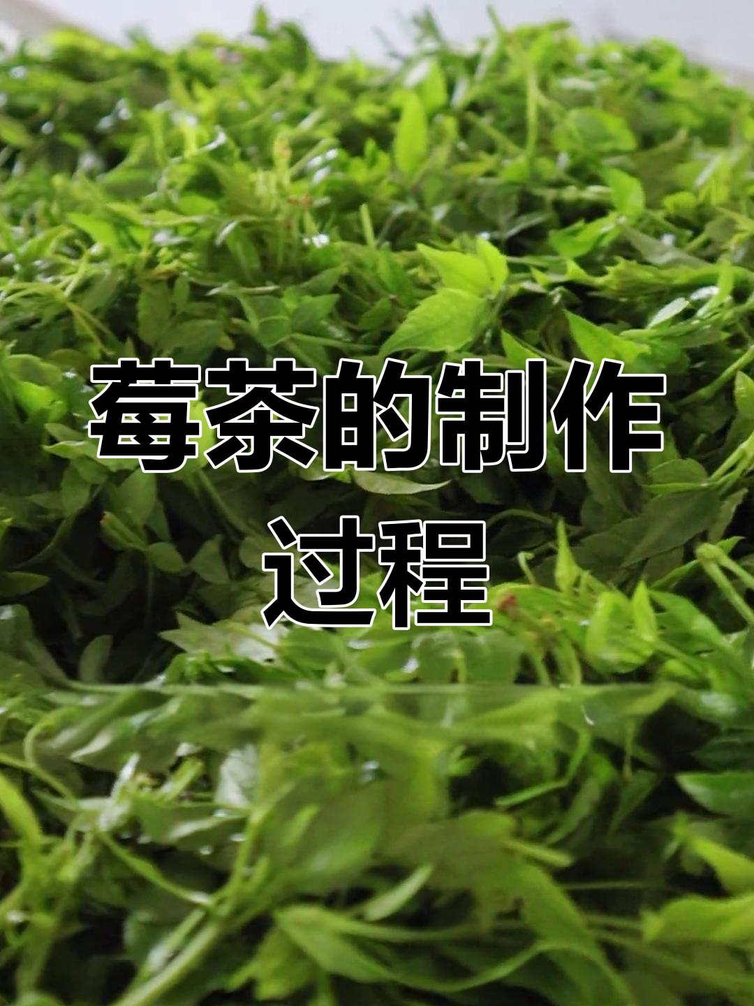 莓茶制作过程图片