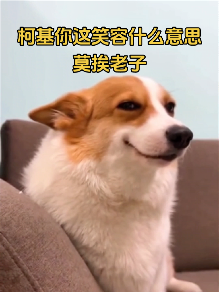 柯基你笑什么,离老子远点