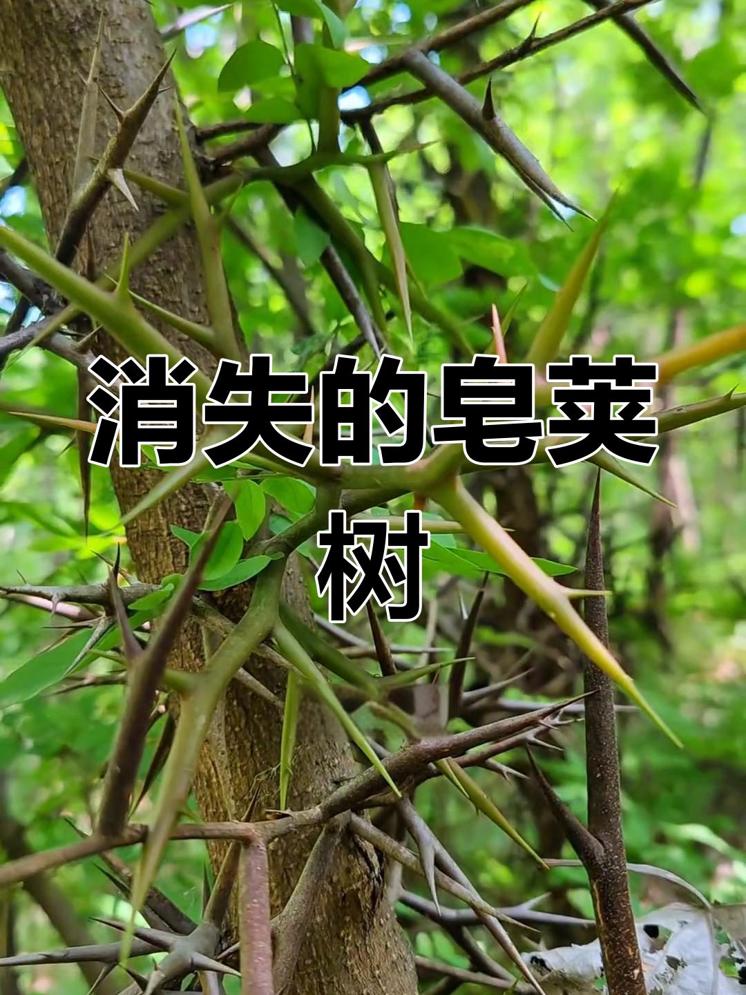 皂荚树曾是乡村的常见树种,如今已难寻踪迹