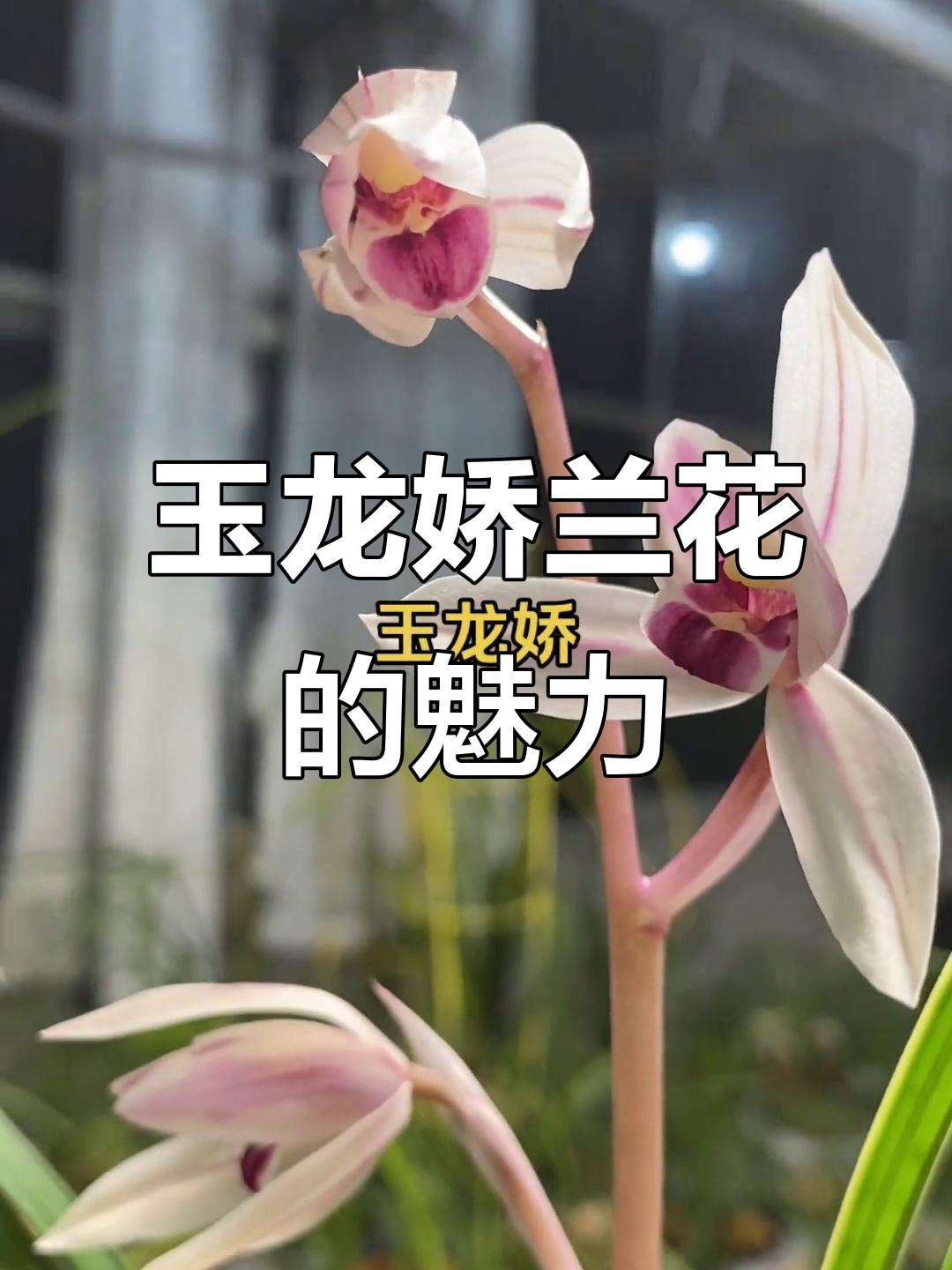 玉龙娇兰花,美丽如画,用心耕耘收获满满