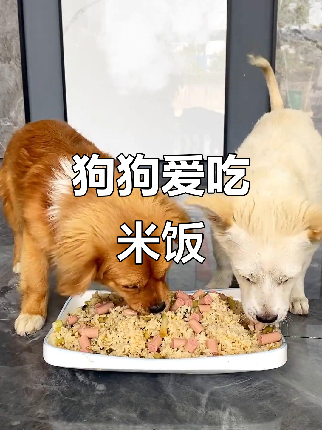 小狗吃米饭太香了,连干饭都这么可爱!
