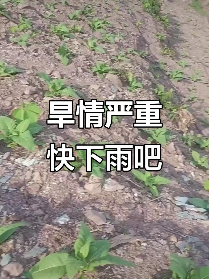 今年为什么不下雨专家怎么说为什么在线 今年为什么不下雨专家怎么说为什么在线