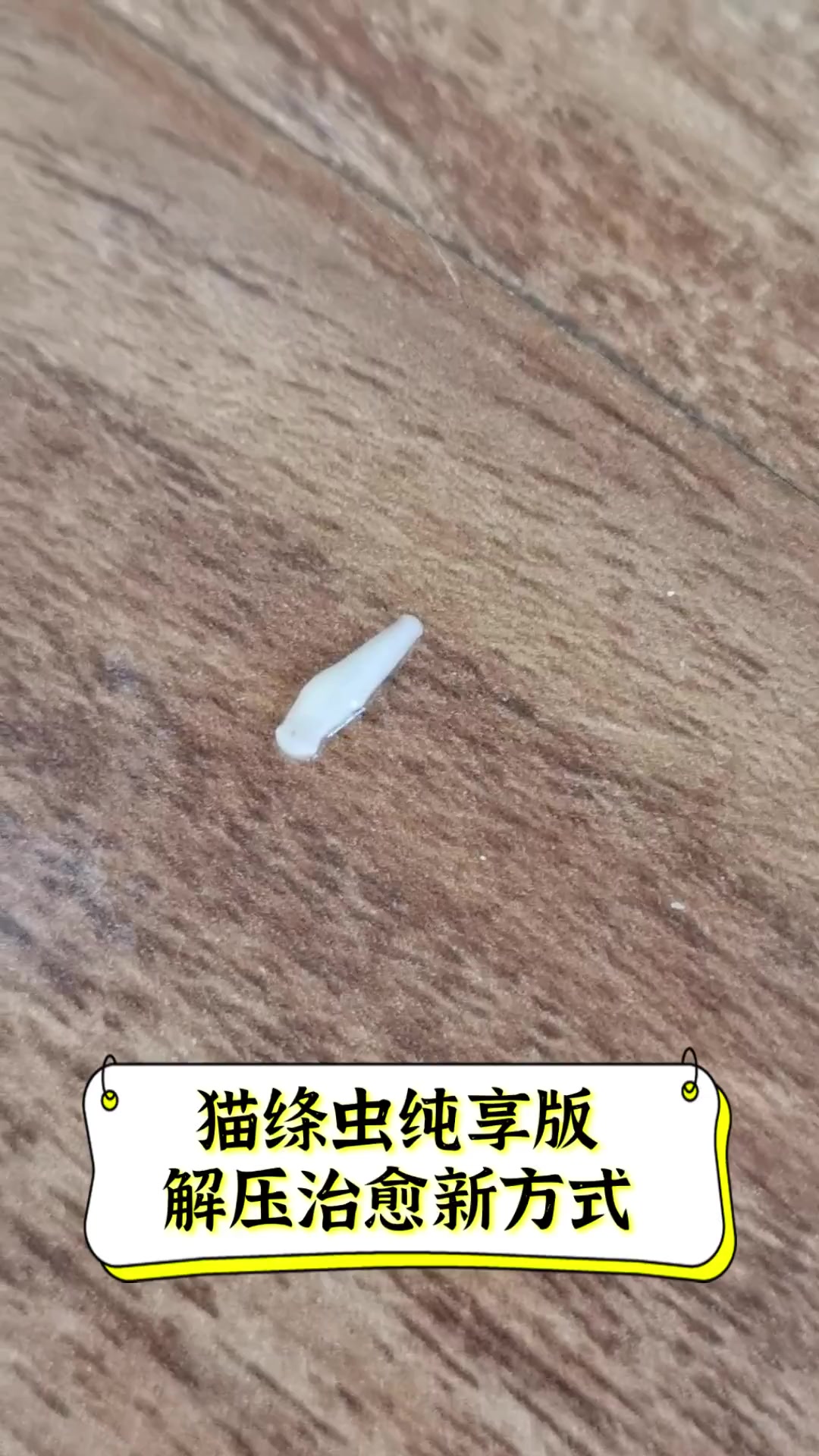 猫绦虫纯享版,解压治愈新方式