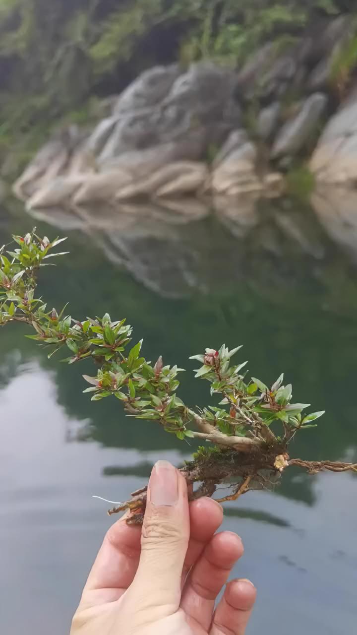 花卉绿植 爱生活爱养花 盆景 水杨梅