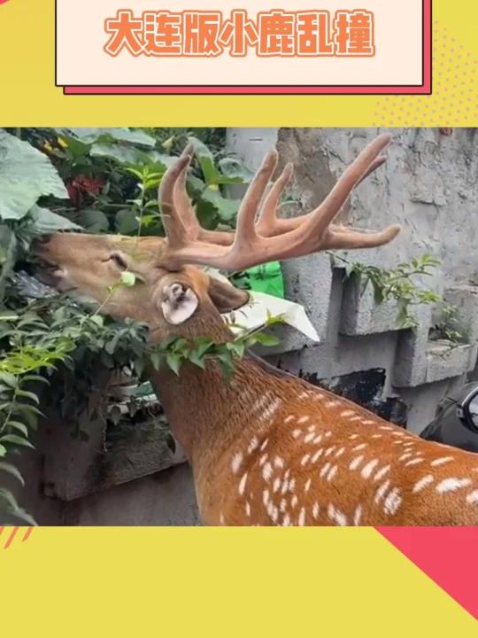大连有自己的"鹿顶记"