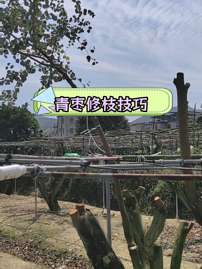 台湾青枣结果后,如何修剪枝条促进新枝生长
