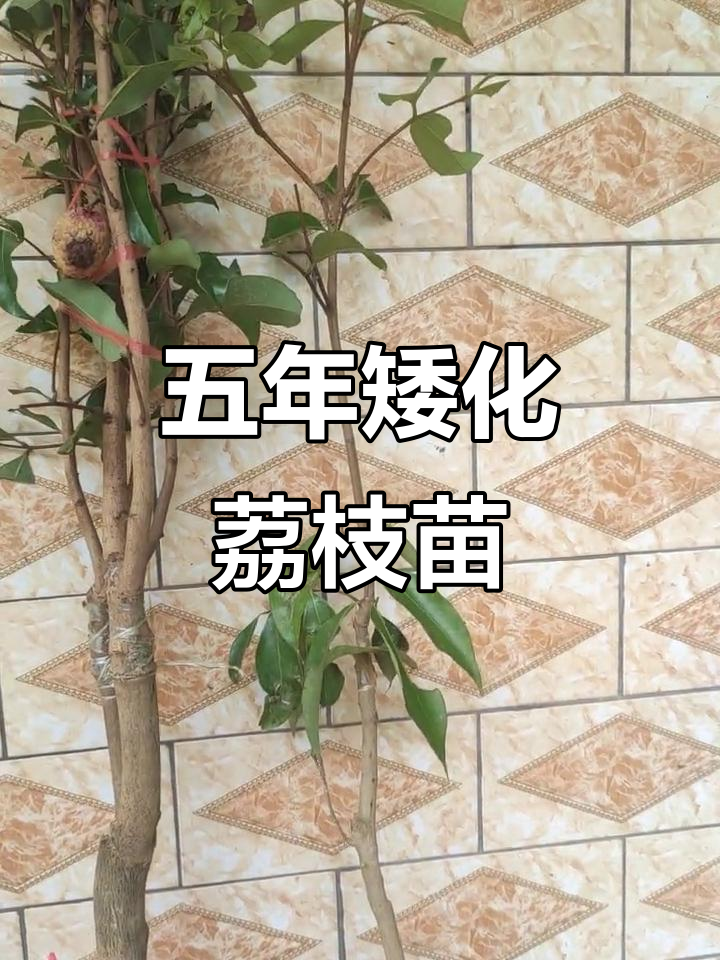 观音绿荔枝苗:五年矮化大果,两年小果发货