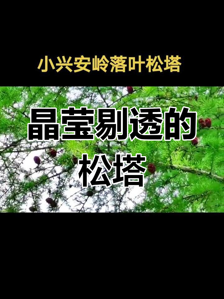 落叶松塔,如玫瑰般美丽