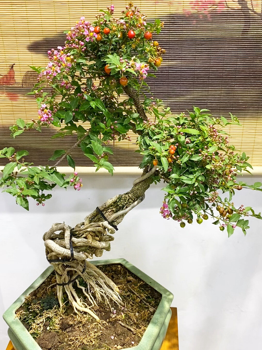 李氏樱桃/姬樱桃