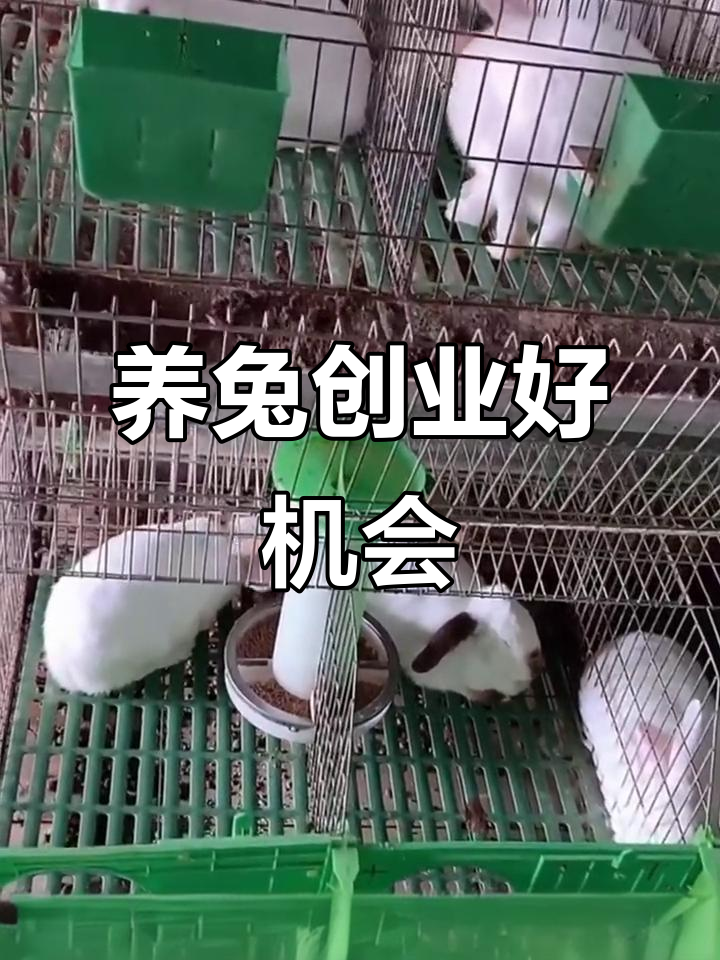 农村养殖致富好项目(农村养殖致富项目推荐)