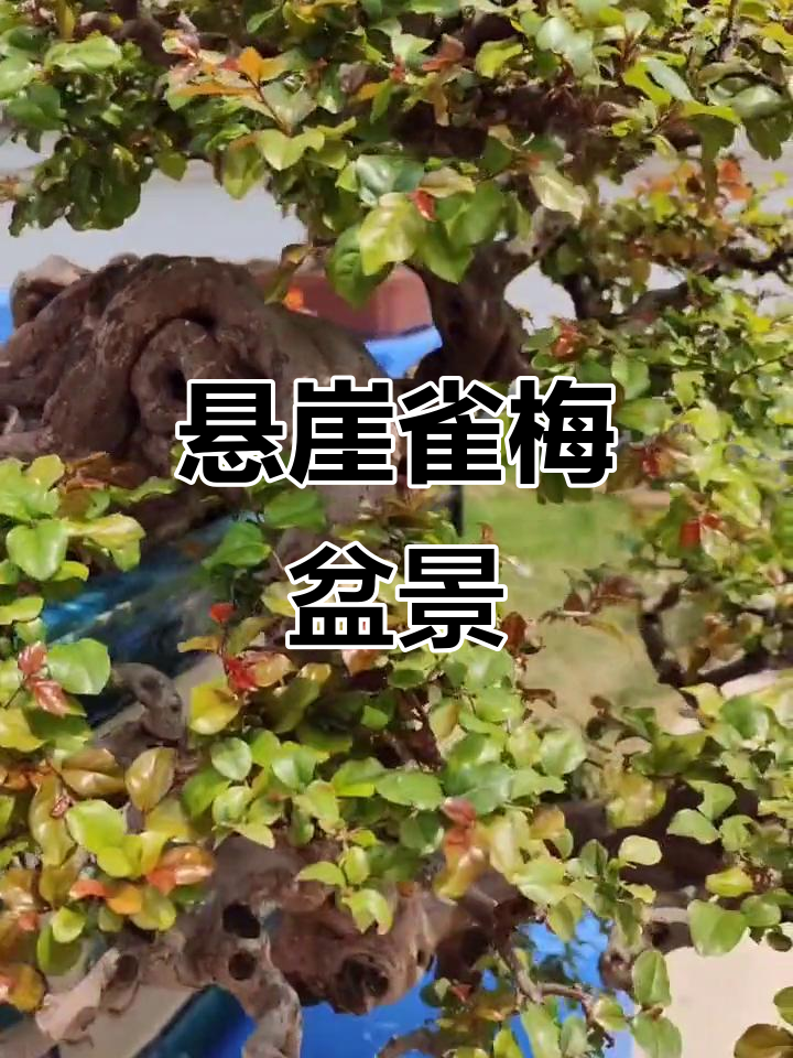 悬崖雀梅盆景,险峻之美尽显