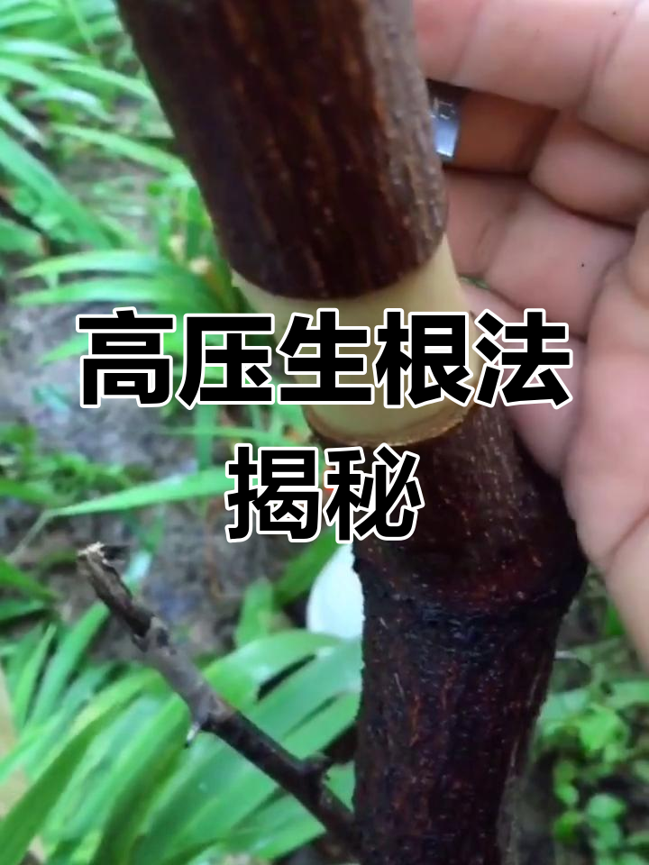 环拨高压生根法,成活率超高的技巧分享