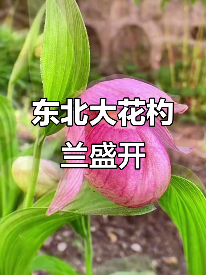 东北野生大花杓兰,清风徐来花香扑鼻