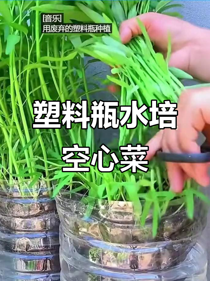 用废旧塑料瓶做空心菜水培,简单又环保
